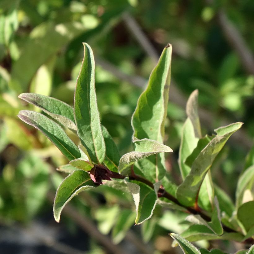 Myrttikuusama - Lonicera involucrata var. ledebourii (Lehvistö)