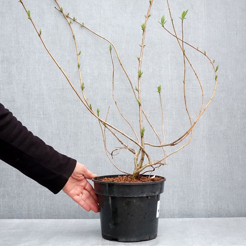 Esimerkki keväällä toimitetusta Lonicera involucrata var. ledebourii - Chèvrefeuille de Ledebour Pot de 4L/5L-taimesta