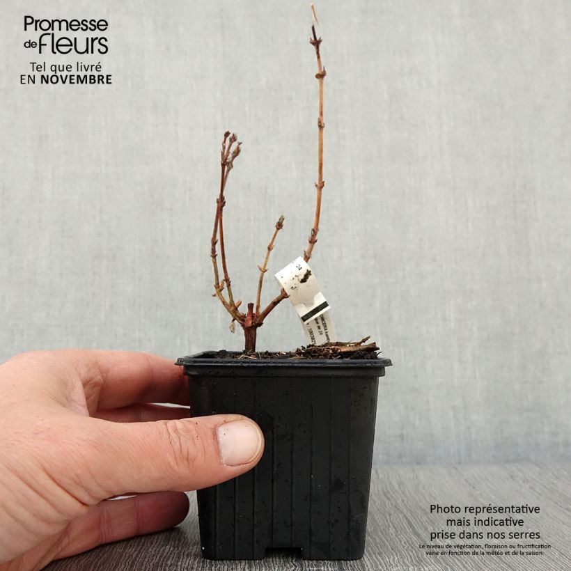 Esimerkki syksyllä toimitetusta Makeasinikuusama (hunajamarja) Blue Velvet 8/9 cm taimiruukku-taimesta