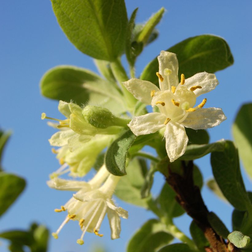 Makeasinikuusama (hunajamarja) Blue Velvet (Kukinta)