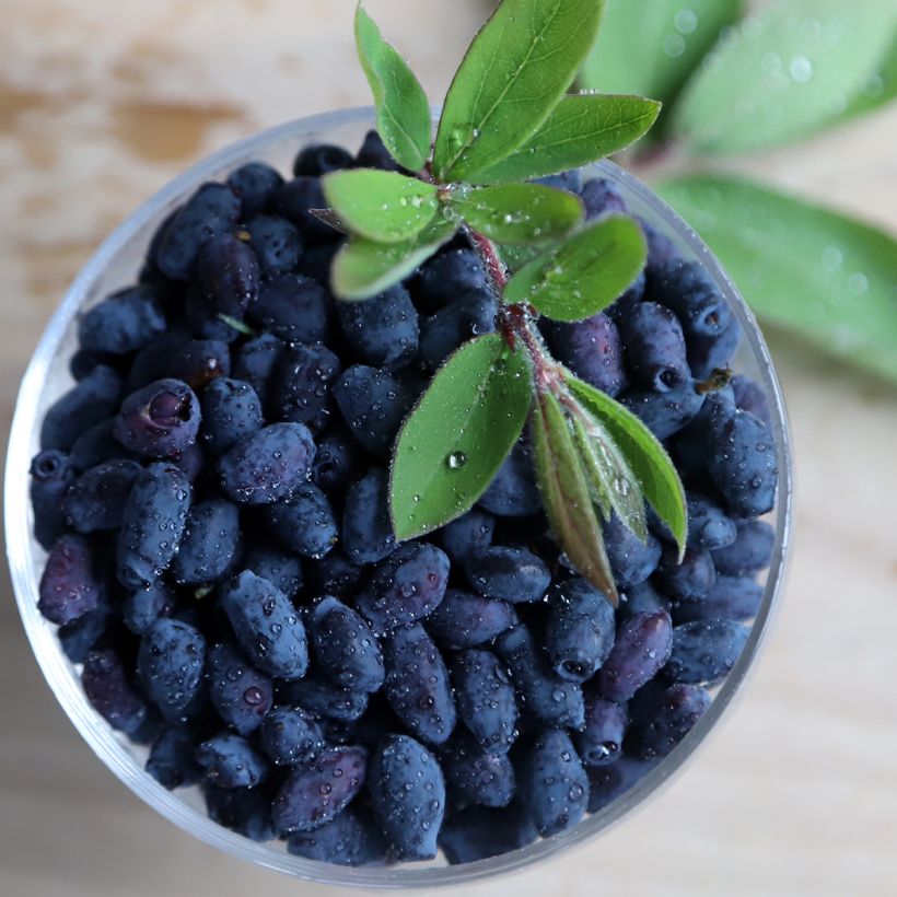 Makeasinikuusama (hunajamarja) Blue Velvet (Sadonkorjuu)