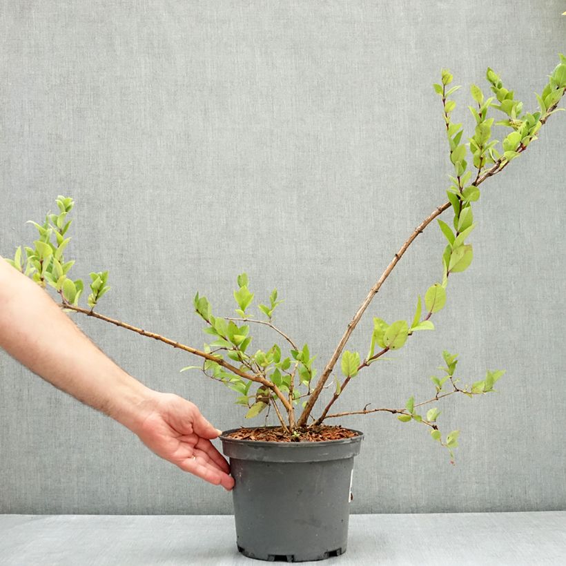 Esimerkki kesällä toimitetusta Koreankuusama - Lonicera maackii 4 litran/5 litran ruukku-taimesta