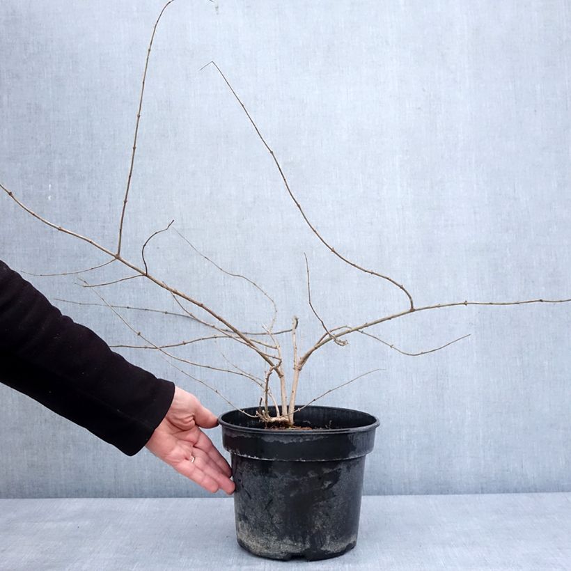 Esimerkki talvella toimitetusta Lonicera maackii - Chèvrefeuille de Maack Pot de 4L/5L-taimesta