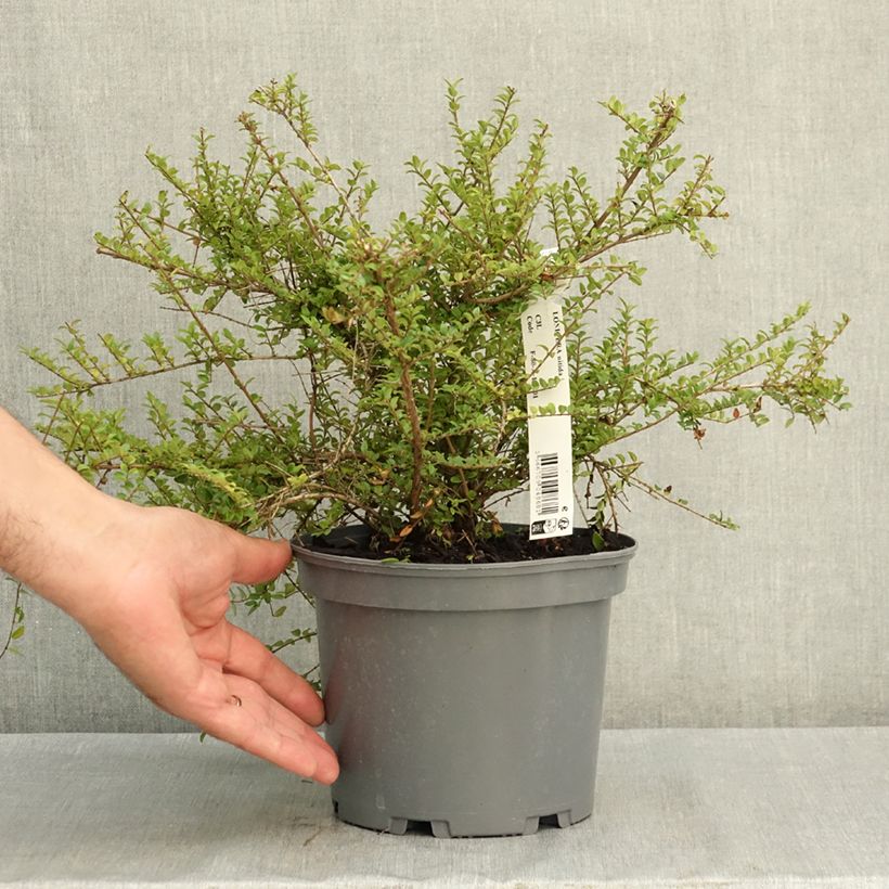 Esimerkki kesällä toimitetusta Myrttikuusama - Lonicera nitida 3 litran/4 litran ruukku-taimesta