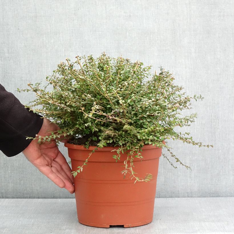 Esimerkki talvella toimitetusta Myrttikuusama - Lonicera nitida 3 litran/4 litran ruukku-taimesta