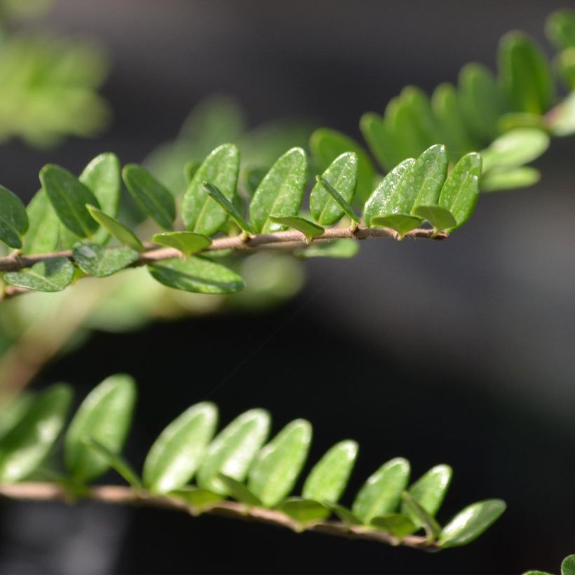 Myrttikuusama Elegant (Lehvistö)