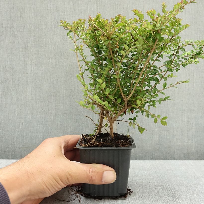 Esimerkki kesällä toimitetusta Myrttikuusama Ernest Wilson 8/9 cm taimiruukku-taimesta