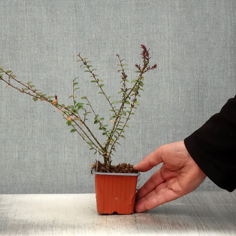 Esimerkki keväällä toimitetusta Myrttikuusama Purple Storm 8/9 cm taimiruukku-taimesta