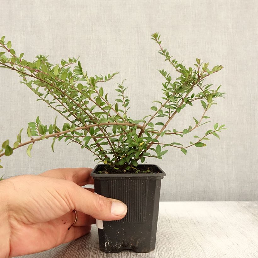 Esimerkki syksyllä toimitetusta Myrttikuusama Hohenheimer Findling 8/9 cm taimiruukku-taimesta