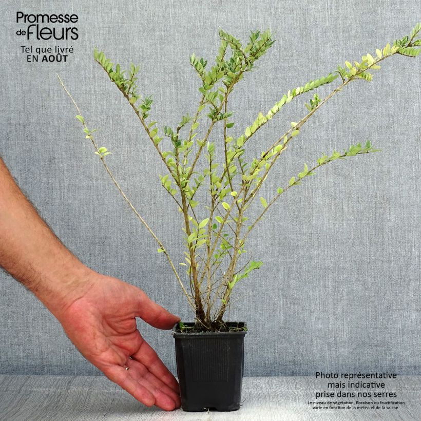 Esimerkki kesällä toimitetusta Myrttikuusama Hohenheimer Findling Godet de 8/9 cm-taimesta