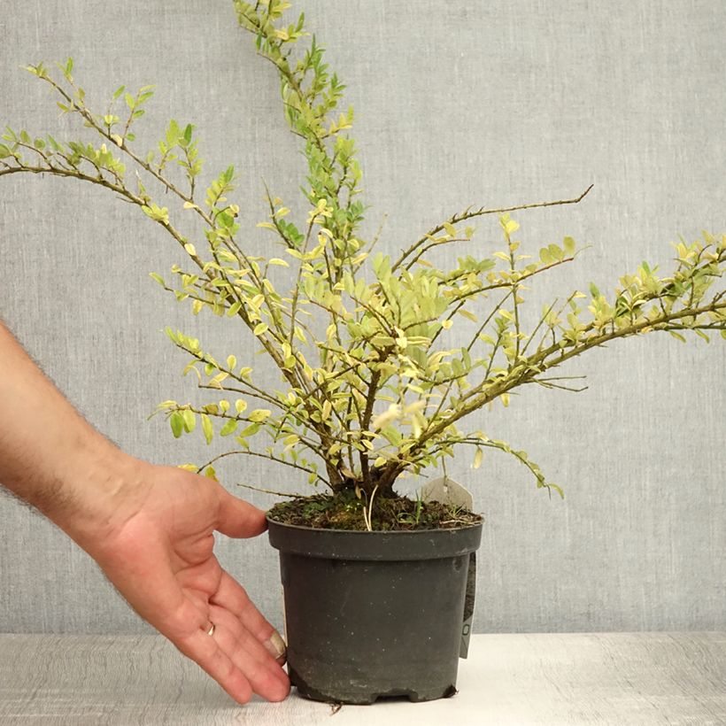 Esimerkki kesällä toimitetusta Myrttikuusama Hohenheimer Findling Pot de 1L/1,5L-taimesta