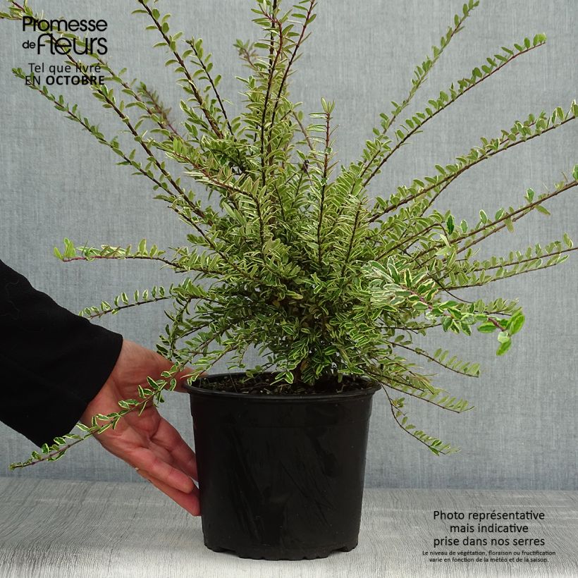 Esimerkki syksyllä toimitetusta Myrttikuusama Lemon Beauty 2 litran/3 litran ruukku-taimesta