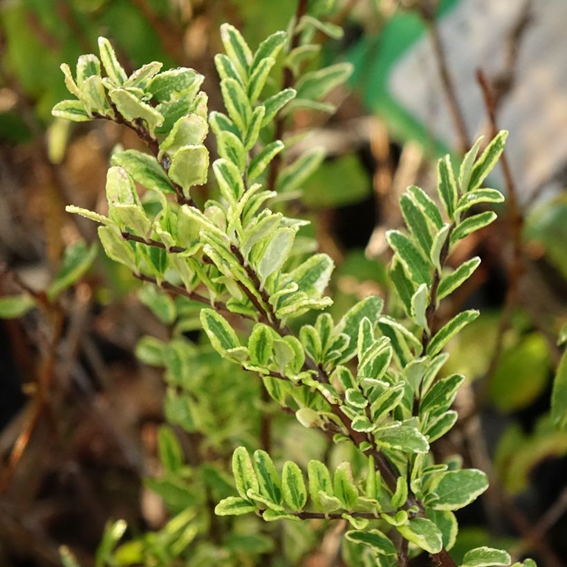Myrttikuusama Lemon Beauty (Lehvistö)