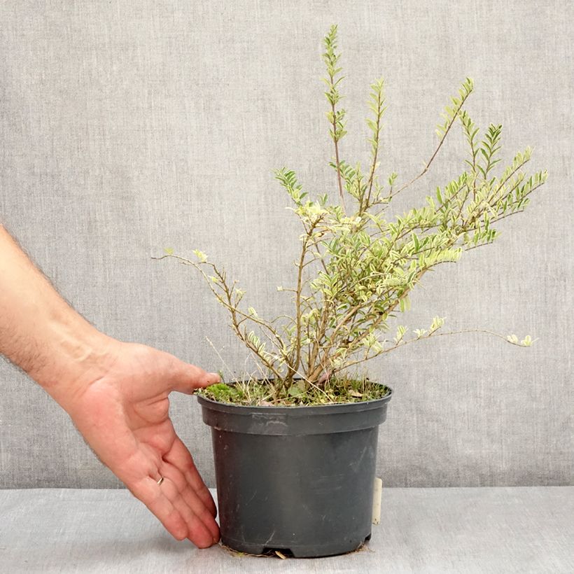Esimerkki kesällä toimitetusta Myrttikuusama Twiggy Pot de 2L/3L-taimesta