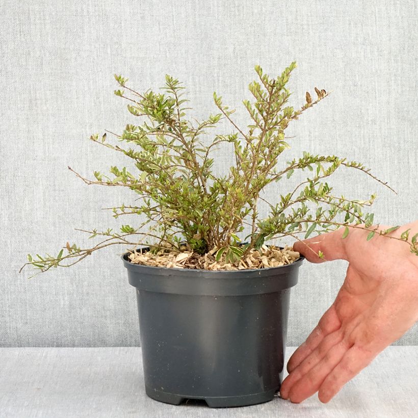 Esimerkki keväällä toimitetusta Lonicera nitida Twiggy - Chèvrefeuille à feuilles de buis Pot de 2L/3L-taimesta