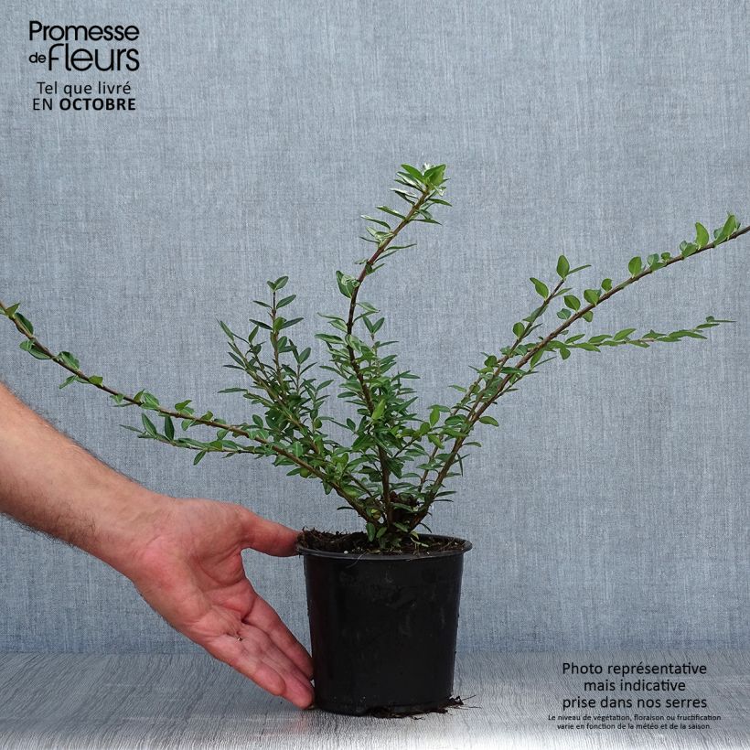 Esimerkki syksyllä toimitetusta Varpukuusama - Lonicera pileata 1 litran / 1,5 litran ruukku-taimesta