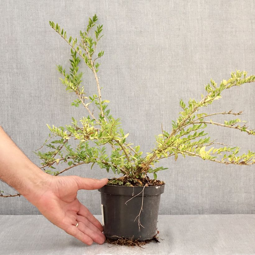 Esimerkki kesällä toimitetusta Varpukuusama Mossgreen Ruukku 1L / 1,5L-taimesta