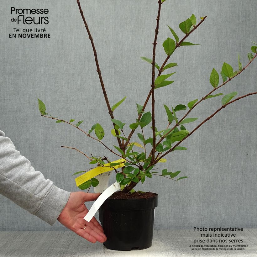 Esimerkki syksyllä toimitetusta Talvikuusama Winter Beauty 2 litran/3 litran ruukku-taimesta
