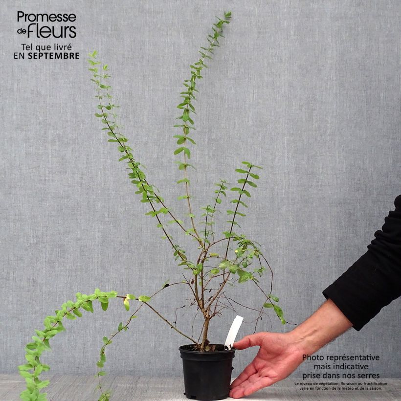 Esimerkki syksyllä toimitetusta Myrttikuusama - Lonicera syringantha Pot de 1L/1,5L-taimesta