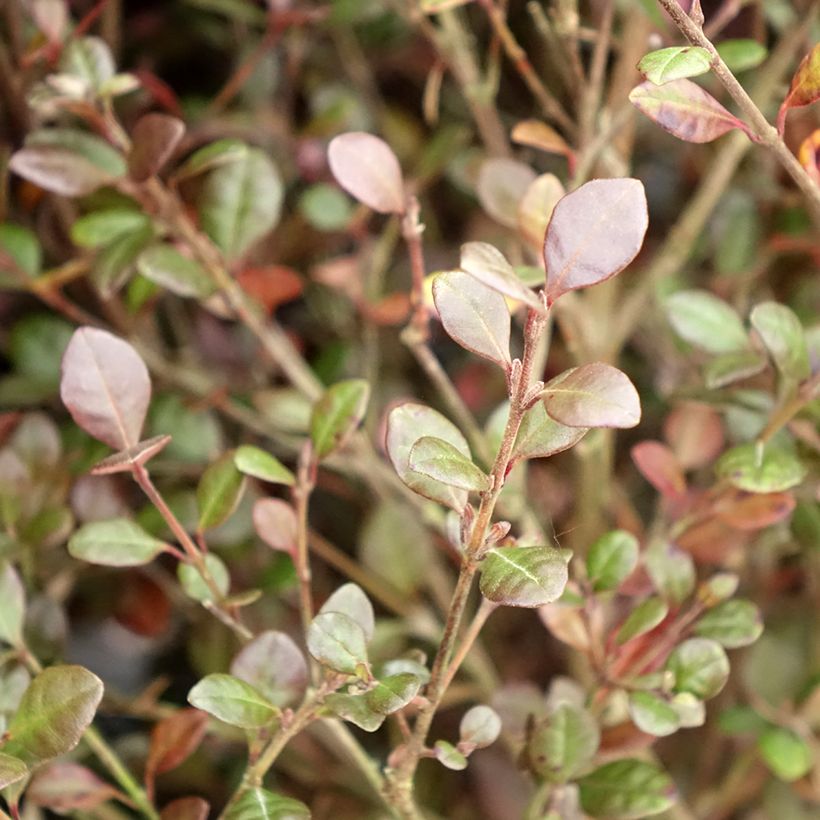 Lophomyrtus ralphii Red dragon (Lehvistö)