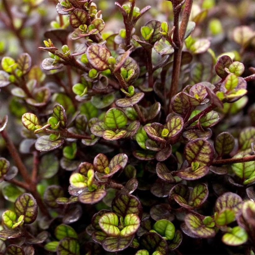 Lophomyrtus ralphii Pixie (Lehvistö)