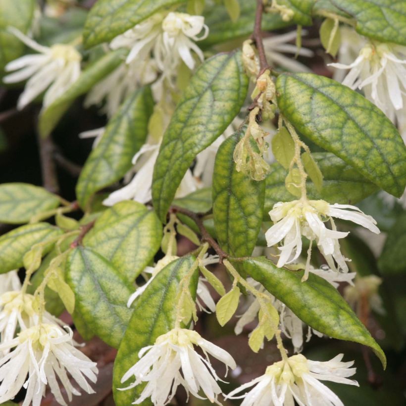 Loropetalum chinense (Lehvistö)