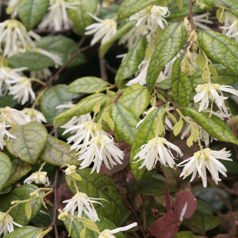 Loropetalum chinense (Kukinta)
