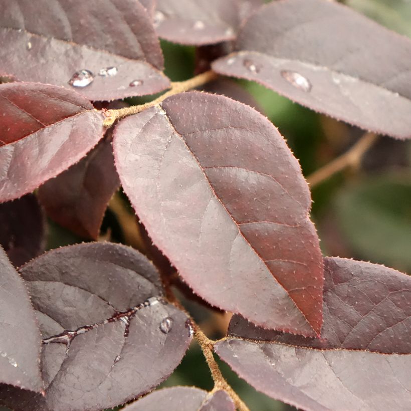 Loropetalum chinense Black Pearl (Lehvistö)
