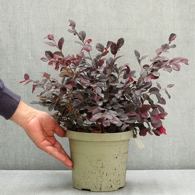 Esimerkki kesällä toimitetusta Loropetalum chinense Black Pearl 3 litran/4 litran ruukku-taimesta