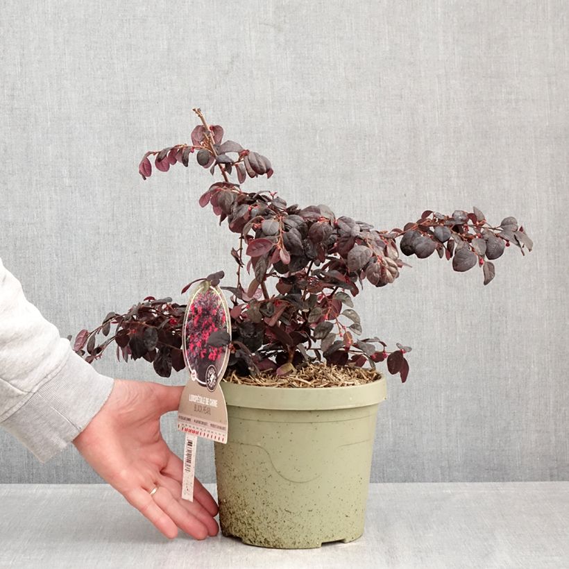 Esimerkki talvella toimitetusta Loropetalum chinense Black Pearl Ruukku 3L / 4L-taimesta