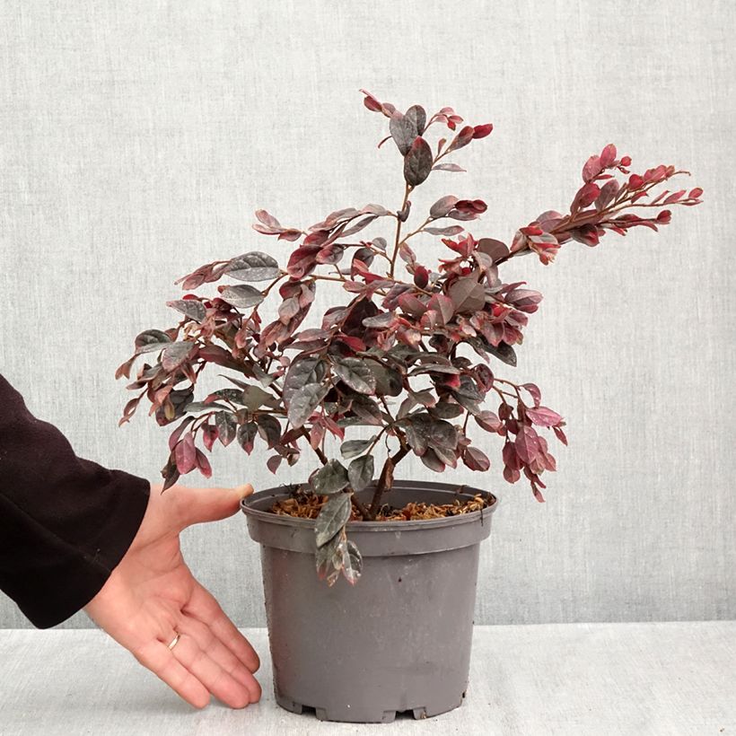 Esimerkki syksyllä toimitetusta Loropetalum chinense var. rubrum Ever Red 3 litran/4 litran ruukku-taimesta
