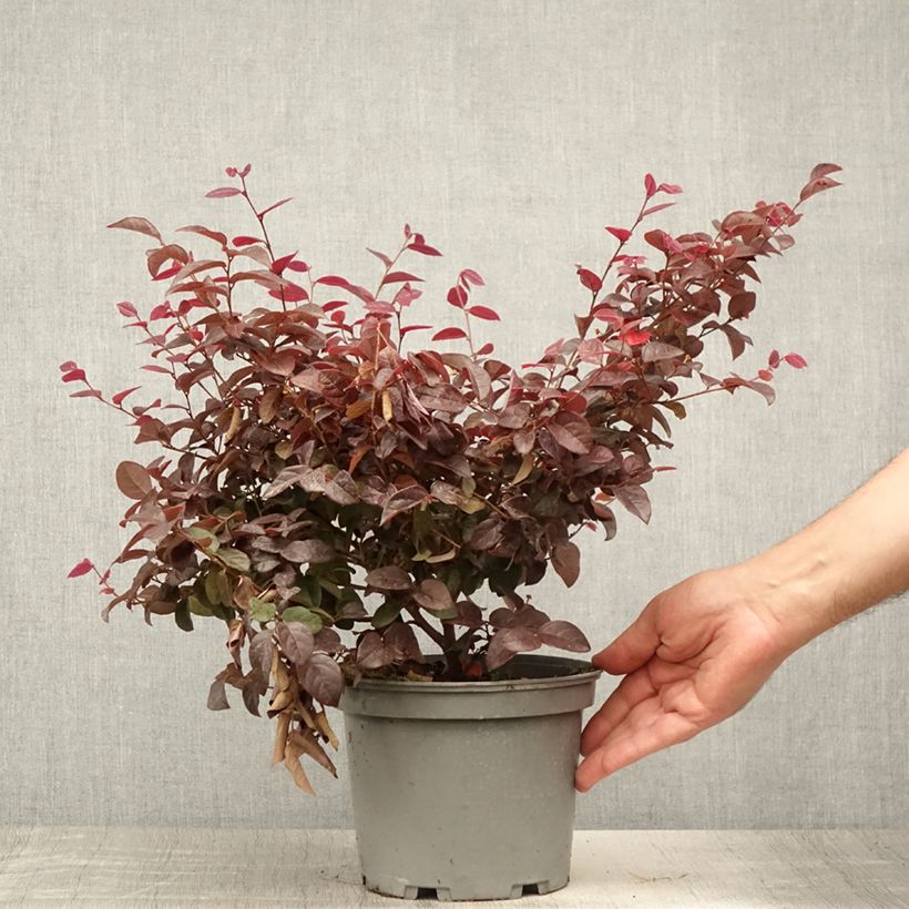Esimerkki kesällä toimitetusta Loropetalum chinense var. rubrum Ever Red Pot de 3L/4L-taimesta