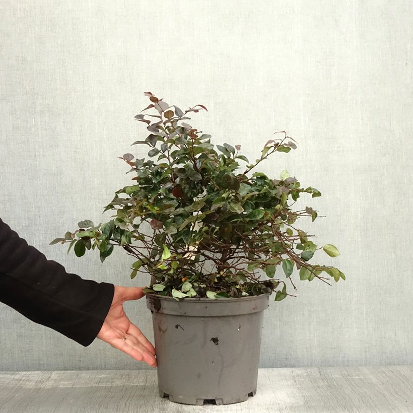 Esimerkki syksyllä toimitetusta Loropetalum chinense Ever Red Pot de 7,5L/10L-taimesta