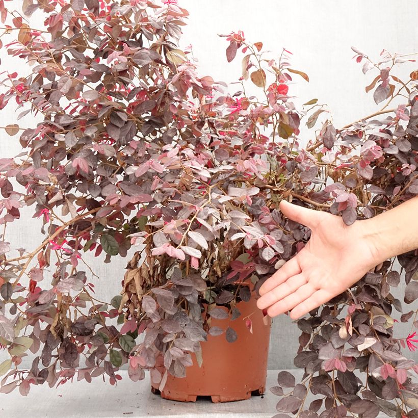 Esimerkki kesällä toimitetusta Loropetalum chinense var. rubrum Ever Red Pot de 7,5L/10L-taimesta