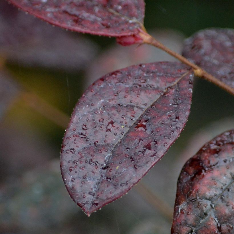 Loropetalum chinense Fire dance (Lehvistö)