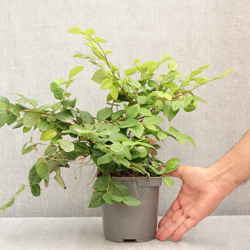 Esimerkki kesällä toimitetusta Loropetalum chinense Pot de 2L/3L-taimesta