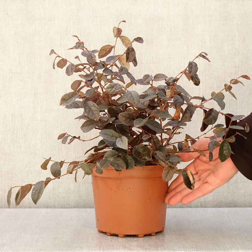 Esimerkki keväällä toimitetusta Loropetalum chinense - Loropétale de Chine Pot de 2L/3L-taimesta
