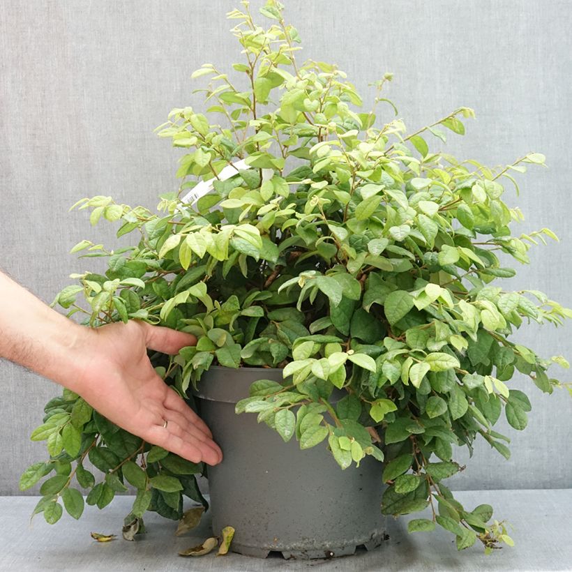 Esimerkki kesällä toimitetusta Loropetalum chinense 7,5 litran / 10 litran ruukku-taimesta