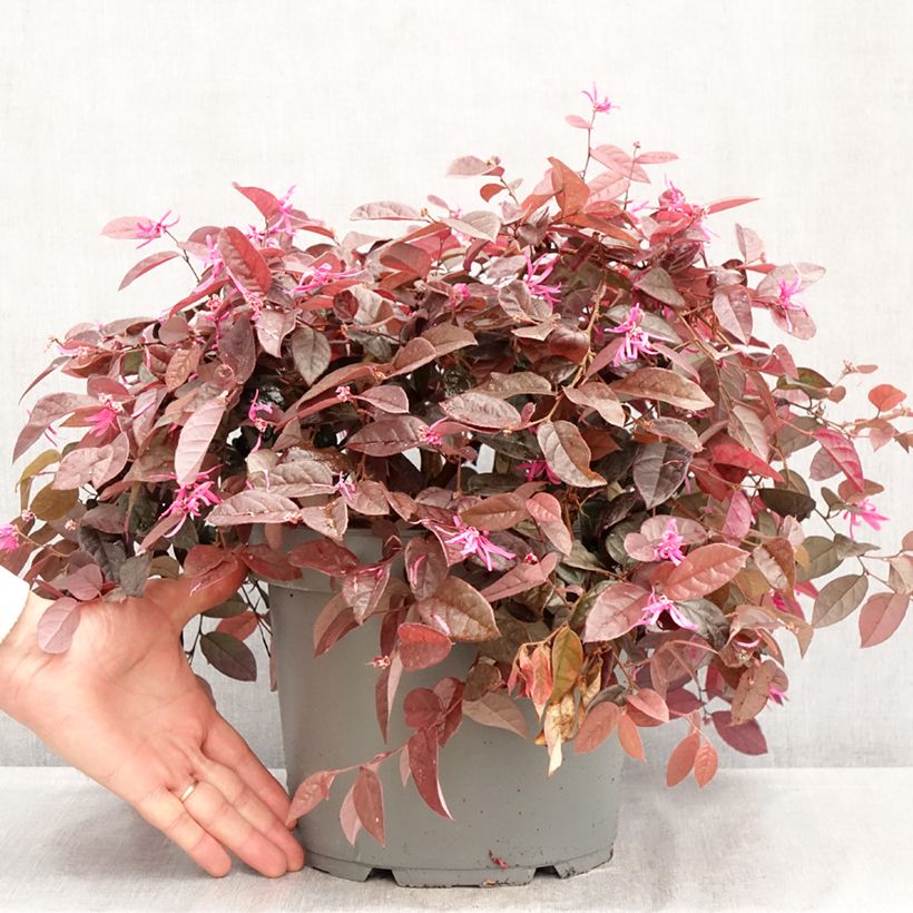Esimerkki keväällä toimitetusta Loropetalum chinense Pot de 7,5L/10L-taimesta