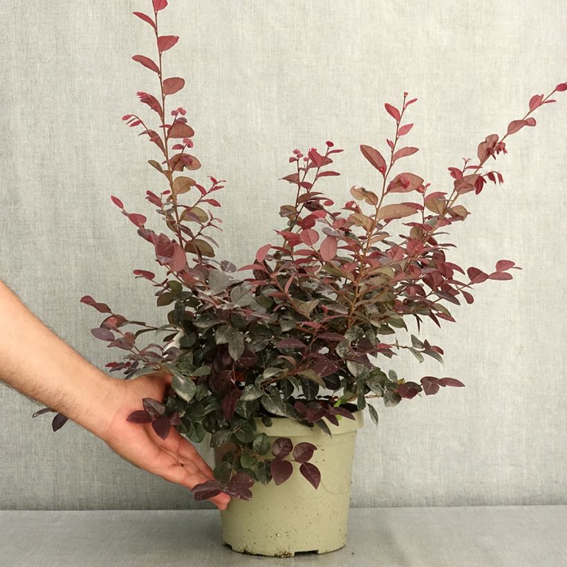 Esimerkki kesällä toimitetusta Loropetalum chinense var. rubrum Plum Gorgeous 3 litran/4 litran ruukku-taimesta