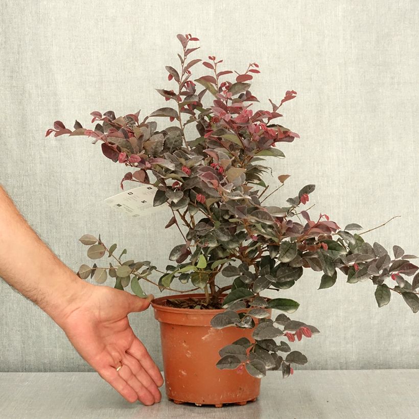 Esimerkki kesällä toimitetusta Loropetalum chinense var. rubrum Rose in Black 2 litran/3 litran ruukku-taimesta