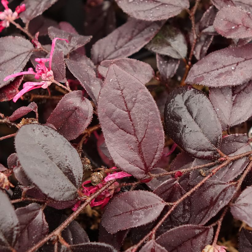 Loropetalum chinense var. rubrum Chap 1 Rouge De La Majorie (Lehvistö)