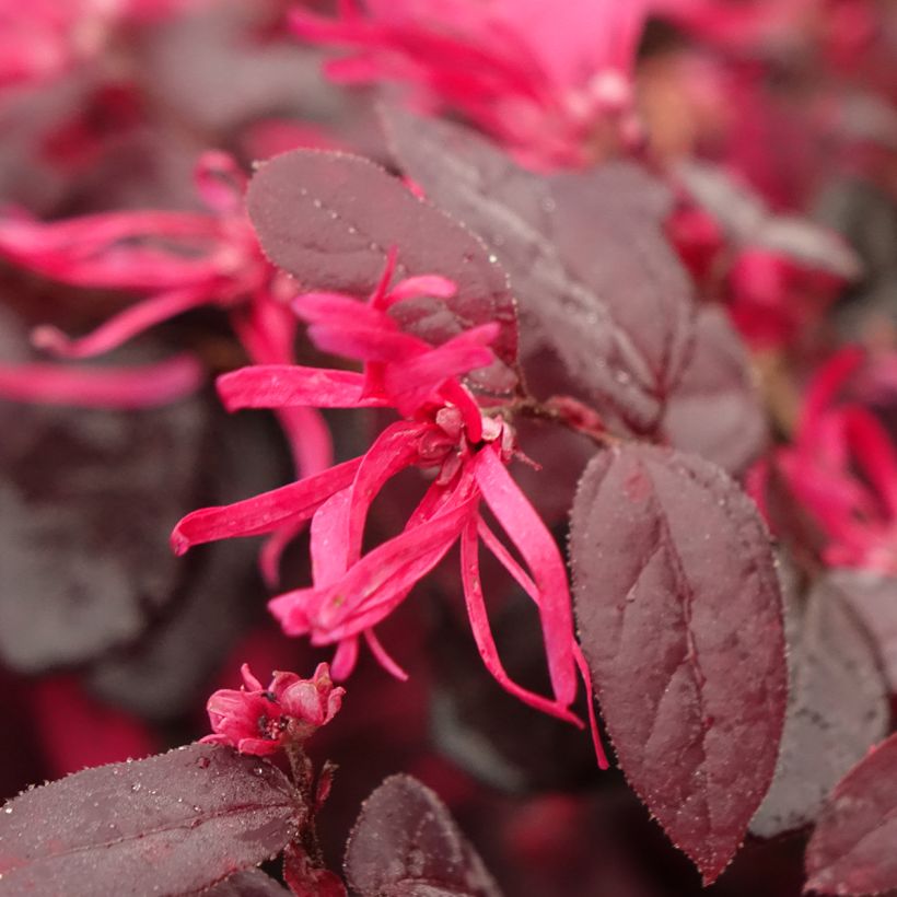 Loropetalum chinense var. rubrum Chap 1 Rouge De La Majorie (Kukinta)