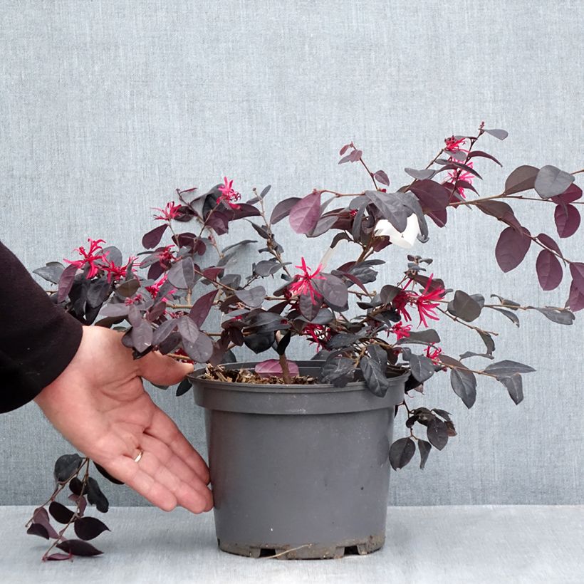 Esimerkki syksyllä toimitetusta Loropetalum chinense var. rubrum Chap 1 Rouge De La Majorie 3 litran/4 litran ruukku-taimesta