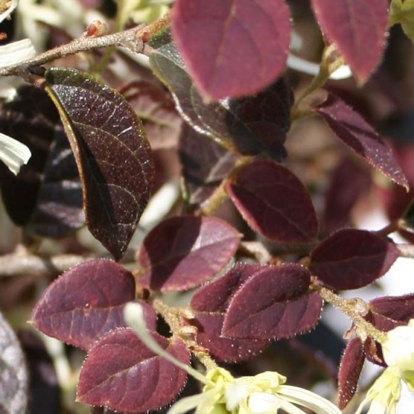 Loropetalum chinense var. rubrum Ruby Snow (Lehvistö)