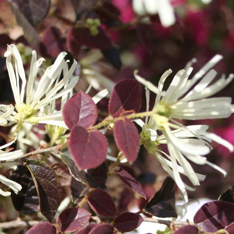 Loropetalum chinense var. rubrum Ruby Snow (Kukinta)
