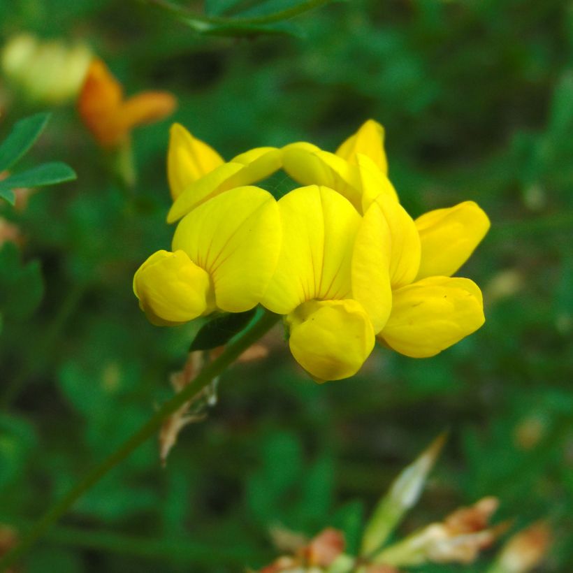Keltamaite - Lotus corniculatus (Kukinta)
