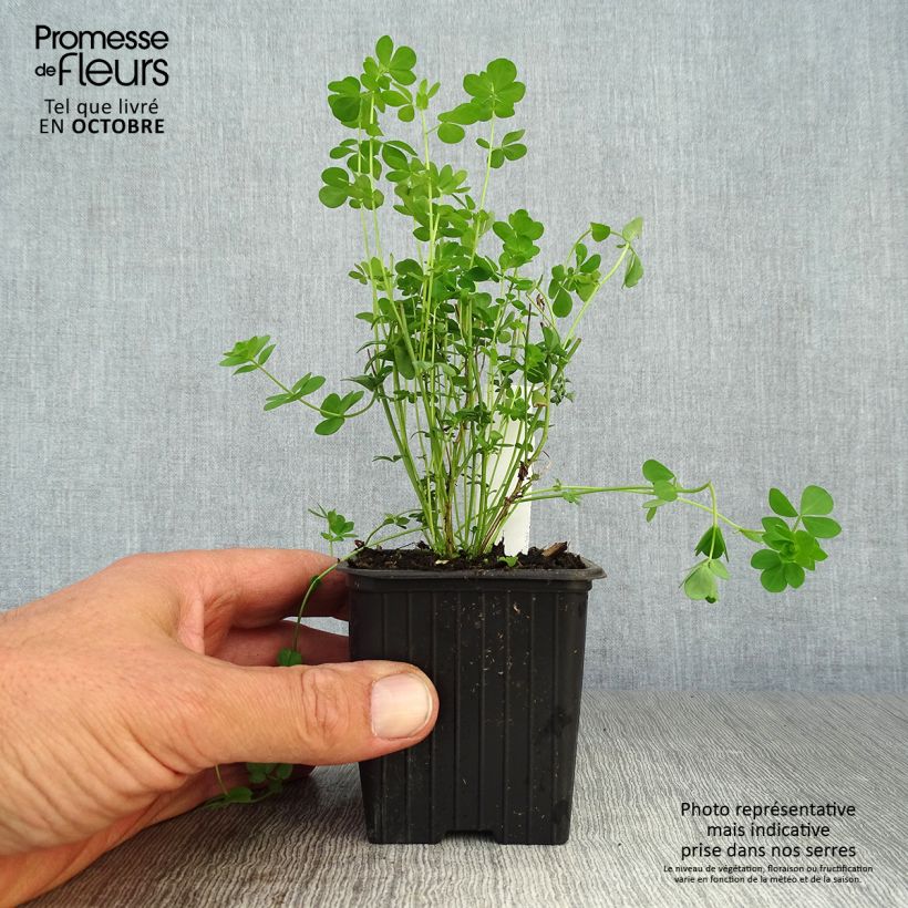Esimerkki syksyllä toimitetusta Keltamaite Plenus 8/9 cm taimiruukku-taimesta