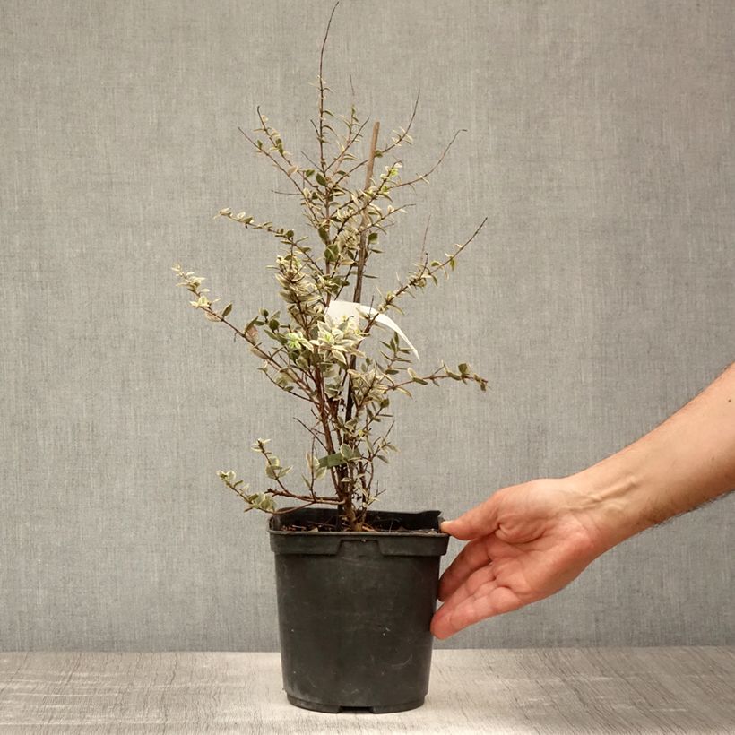 Esimerkki kesällä toimitetusta Luma apiculata Glanleam Gold Ruukku 3L / 4L-taimesta