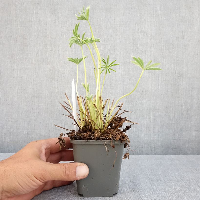 Esimerkki kesällä toimitetusta Komealupiini Gallery White Godet de 8/9 cm-taimesta